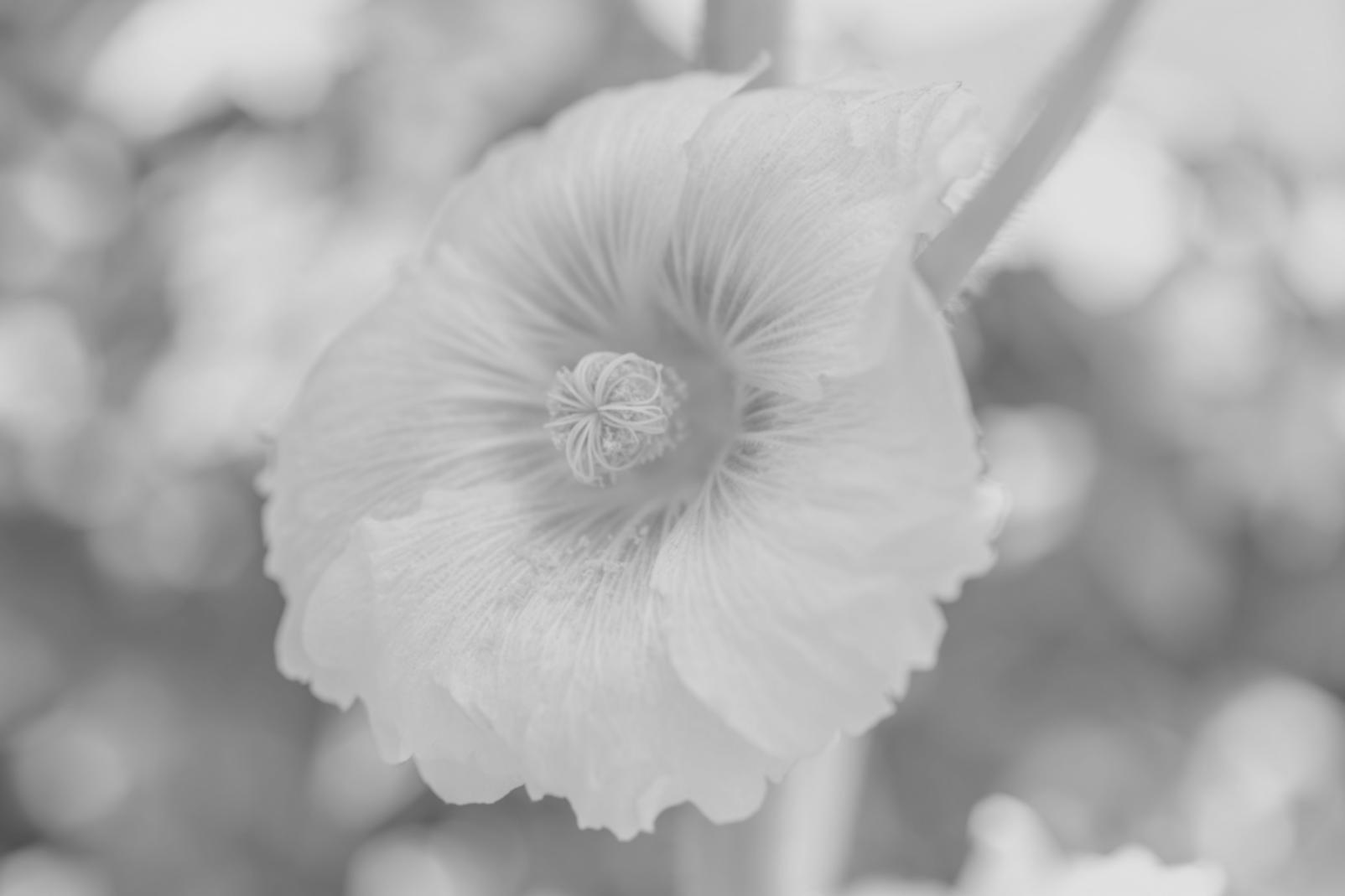 Процес створення бізнес-композиції з квітів