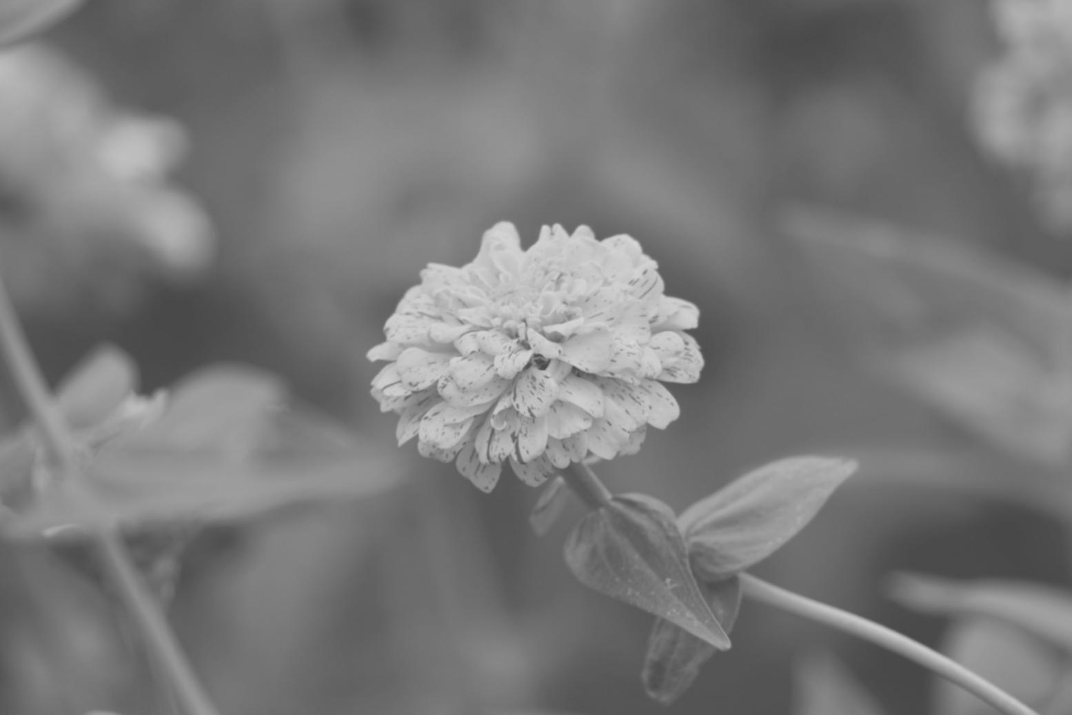 Як ми розбираємось у професійній мові флористів